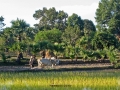 cambodia real life 41