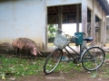cambodia real life 44