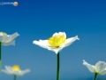 DSCF6518e