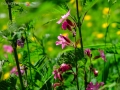 DSCF6670e