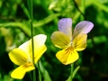 DSCF6671e