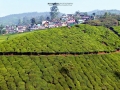 munnar kerala 2