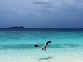 bird small