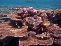 coral garden