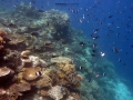 coral garden2