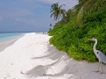 maledives 12