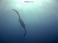 manta
