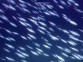 mantas 1