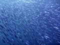 mantas 2