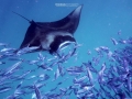mantas 3