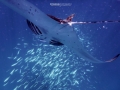 mantas 4