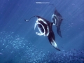 mantas 5