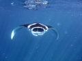 mantas 6