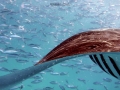 mantas 7