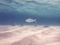 snorkeling 2