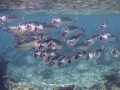 snorkeling 2