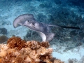 snorkeling 3