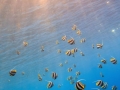 snorkeling 4