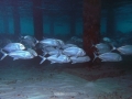 snorkeling