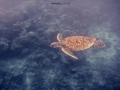 turtle 2