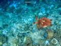turtle 3