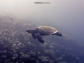 turtle 4