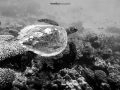 turtle 5