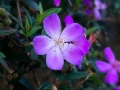 DSCF8910
