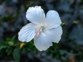 DSCF8917