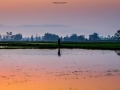 early-morning-ricefields