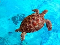 photo-of-the-week-turtle