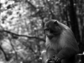 monkey 2