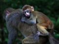 monkey 3