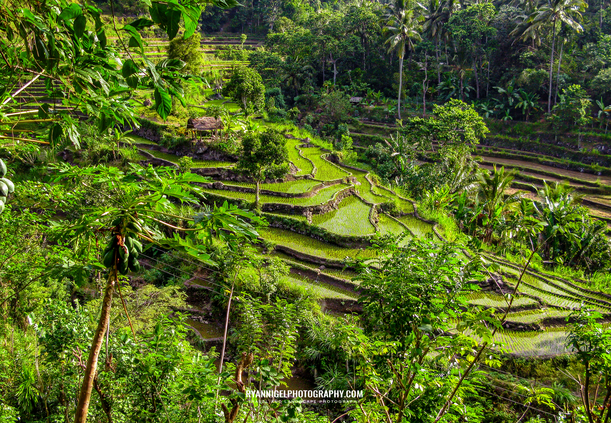 Jatiluwih Rice Terraces Bali Indonesia